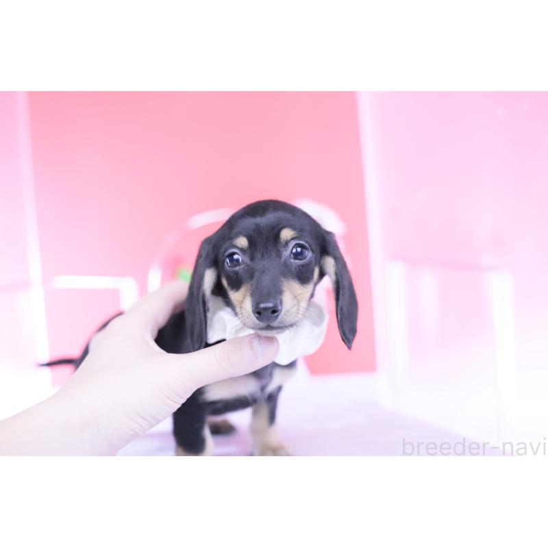 販売中の愛知県のカニンヘンダックスフンド(スムースヘアード)-432069の9枚目