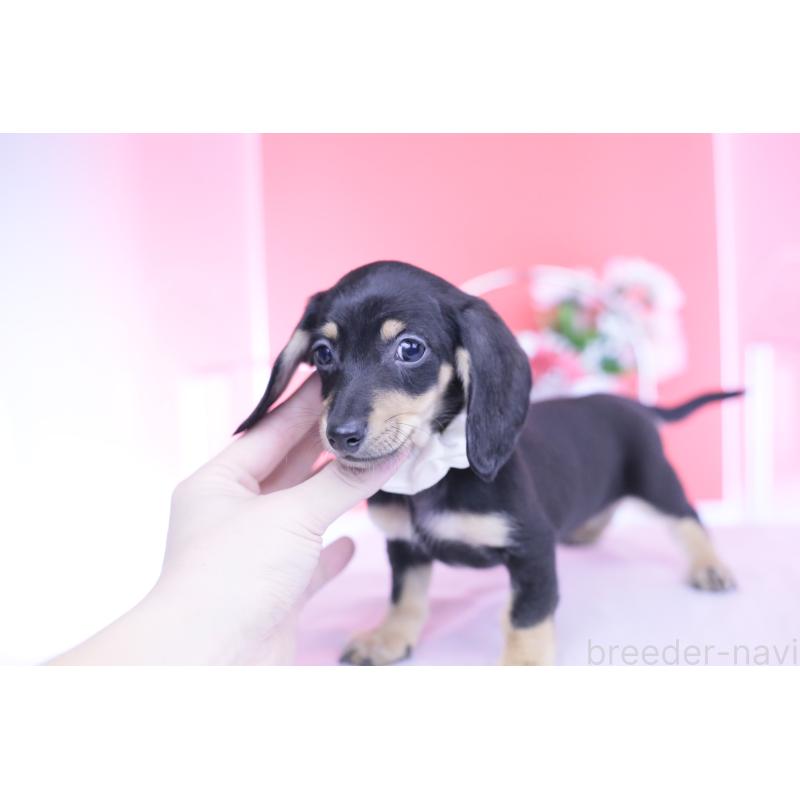 販売中の愛知県のカニンヘンダックスフンド(スムースヘアード)-432069の5枚目