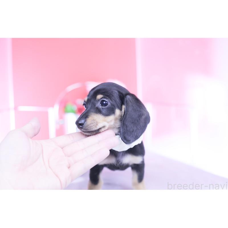 販売中の愛知県のカニンヘンダックスフンド(スムースヘアード)-432069の4枚目