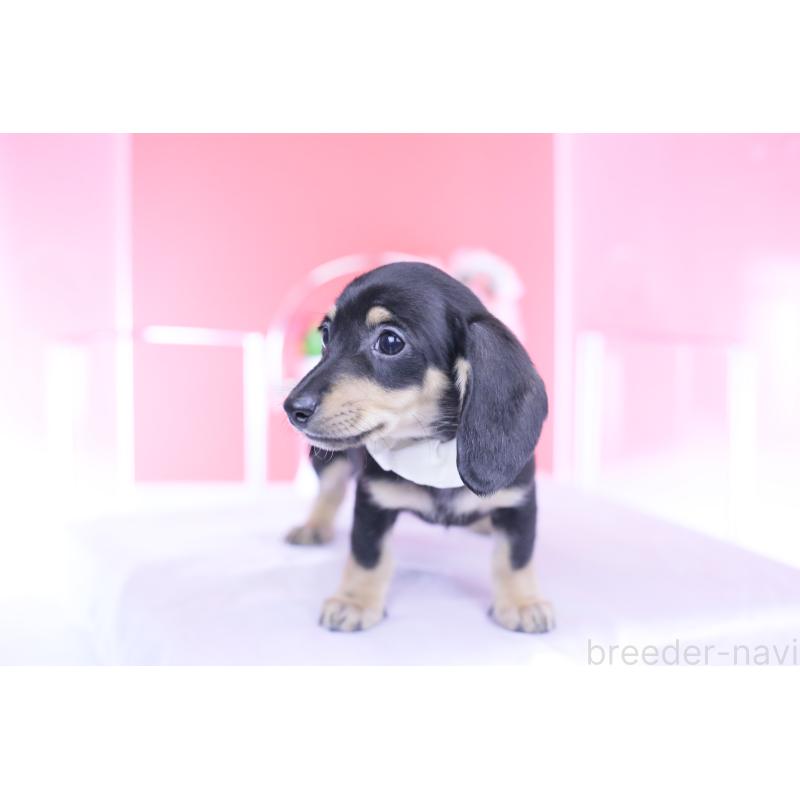 販売中の愛知県のカニンヘンダックスフンド(スムースヘアード)-432069の3枚目