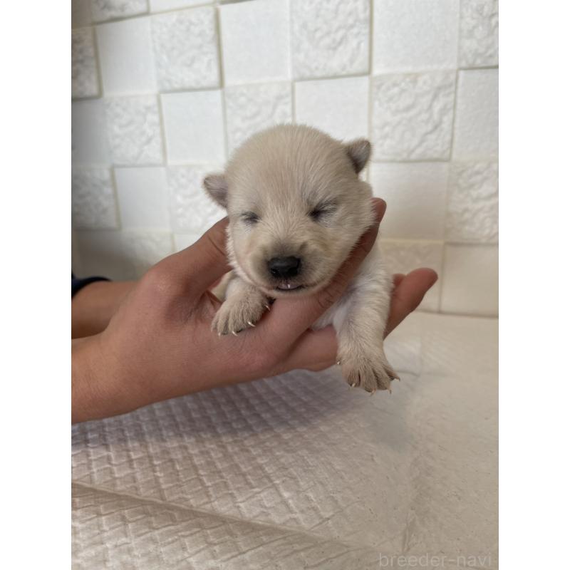 販売中の群馬県のミックス犬-438452