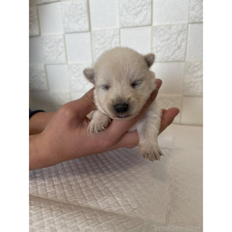 販売中の群馬県のミックス犬-438452の9枚目