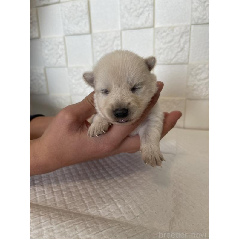 販売中の群馬県のミックス犬-438452の8枚目