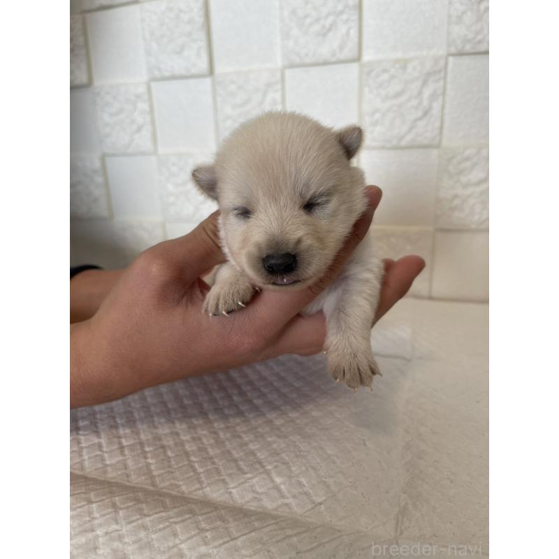 販売中の群馬県のミックス犬-438452の7枚目