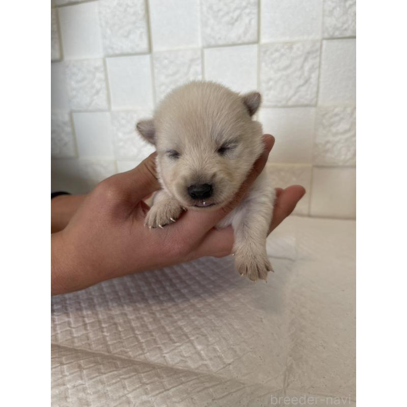 販売中の群馬県のミックス犬-438452の6枚目