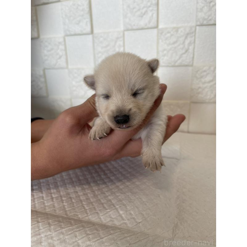 販売中の群馬県のミックス犬-438452の5枚目