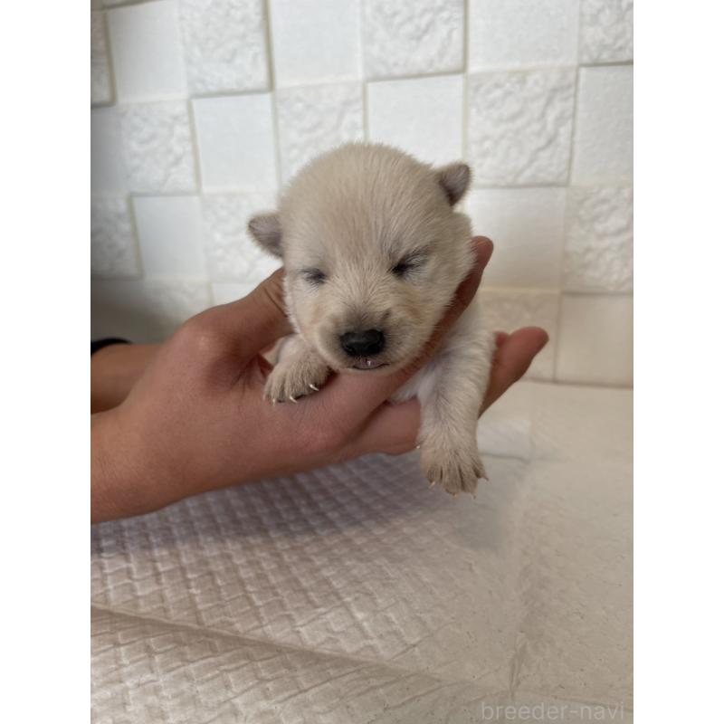 販売中の群馬県のミックス犬-438452の4枚目