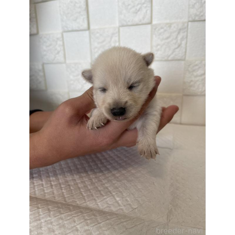 販売中の群馬県のミックス犬-438452の3枚目