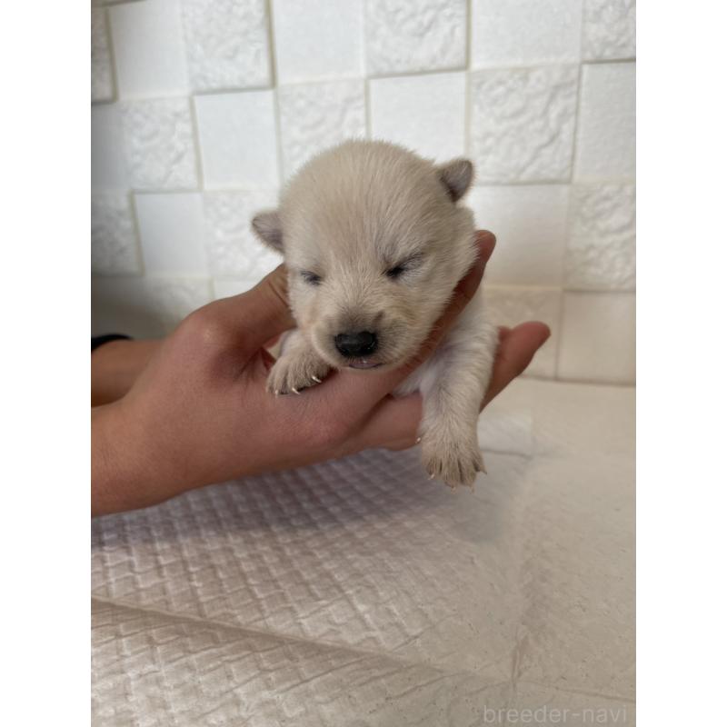 販売中の群馬県のミックス犬-438452の2枚目