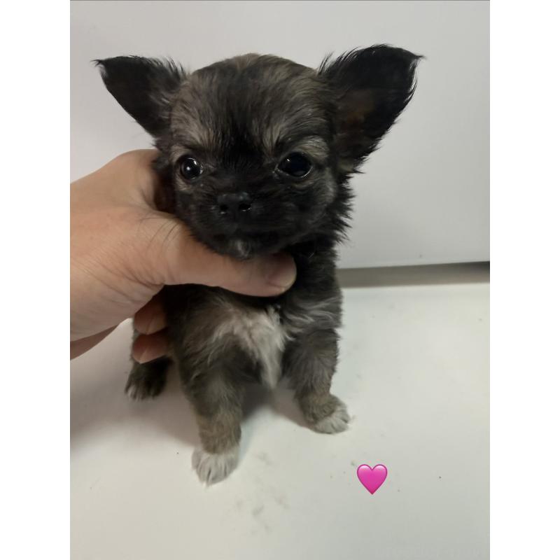 成約済の愛知県のチワワ(ロングコート)-436859の6枚目