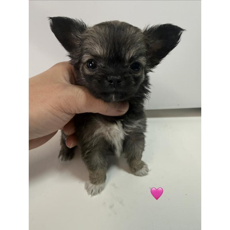 成約済の愛知県のチワワ(ロングコート)-436859の5枚目