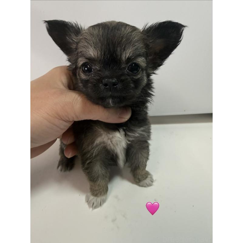 販売中の愛知県のチワワ(ロングコート)-436859