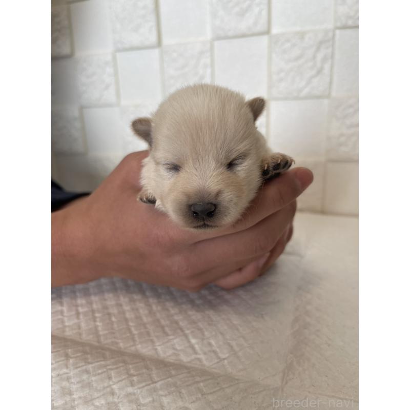 販売中の群馬県のミックス犬-438453