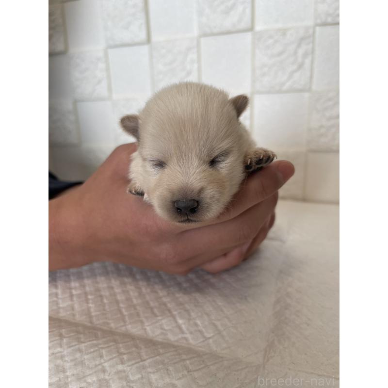 販売中の群馬県のミックス犬-438453の12枚目