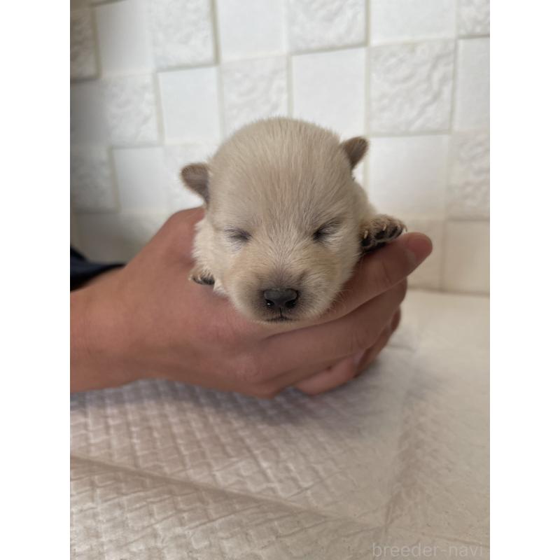 販売中の群馬県のミックス犬-438453の11枚目