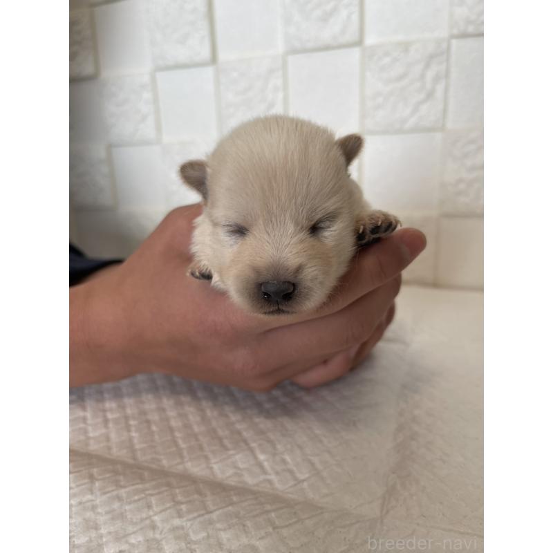 販売中の群馬県のミックス犬-438453の10枚目