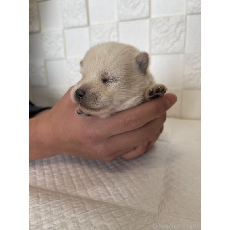 販売中の群馬県のミックス犬-438453の8枚目