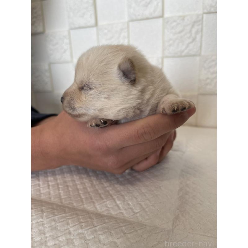 販売中の群馬県のミックス犬-438453の7枚目