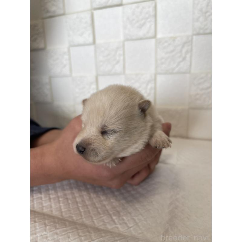 販売中の群馬県のミックス犬-438453の6枚目