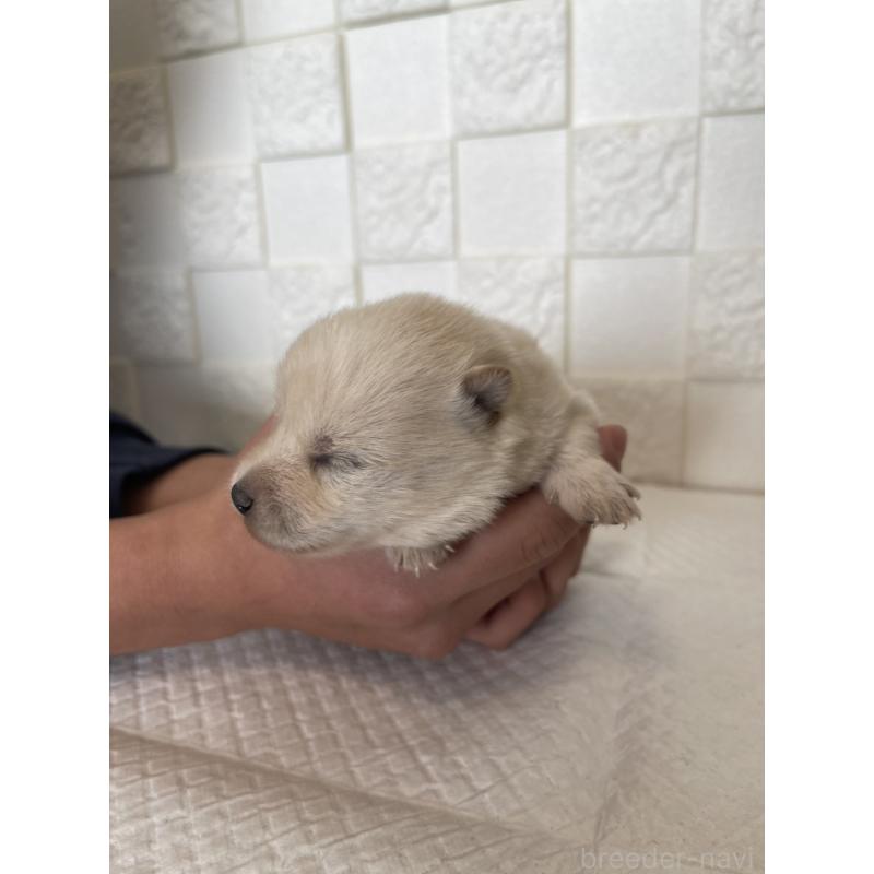 販売中の群馬県のミックス犬-438453の5枚目