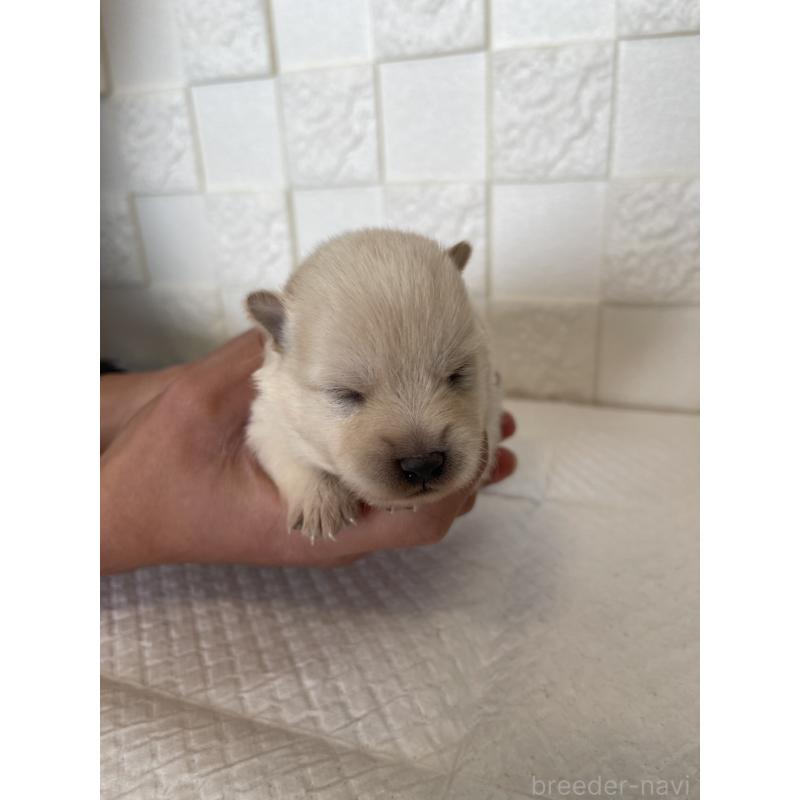 販売中の群馬県のミックス犬-438453の4枚目