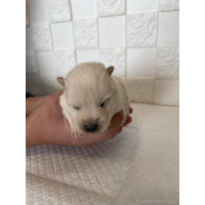 販売中の群馬県のミックス犬-438453の3枚目