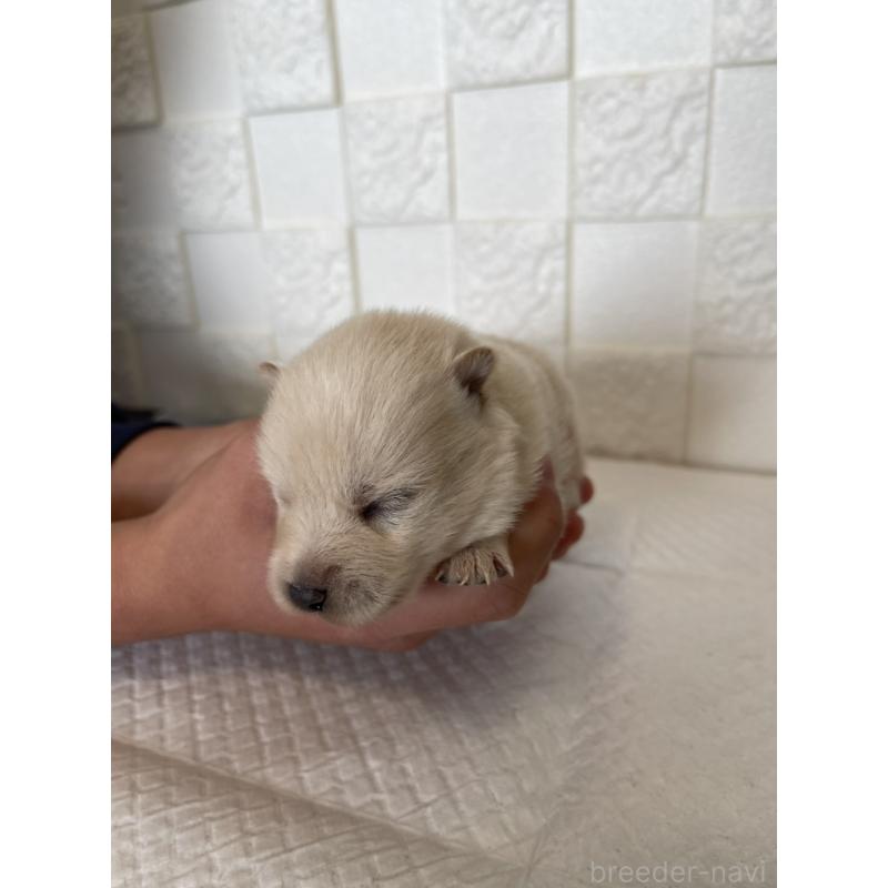 販売中の群馬県のミックス犬-438453の2枚目