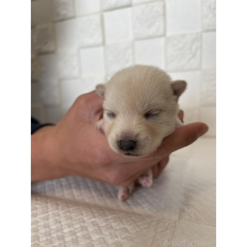 販売中の群馬県のミックス犬-438454