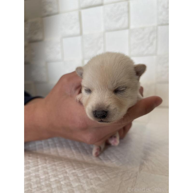 販売中の群馬県のミックス犬-438454の12枚目