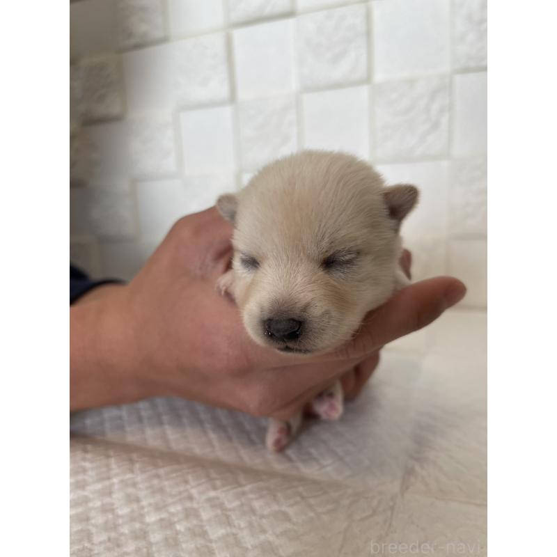 販売中の群馬県のミックス犬-438454の11枚目