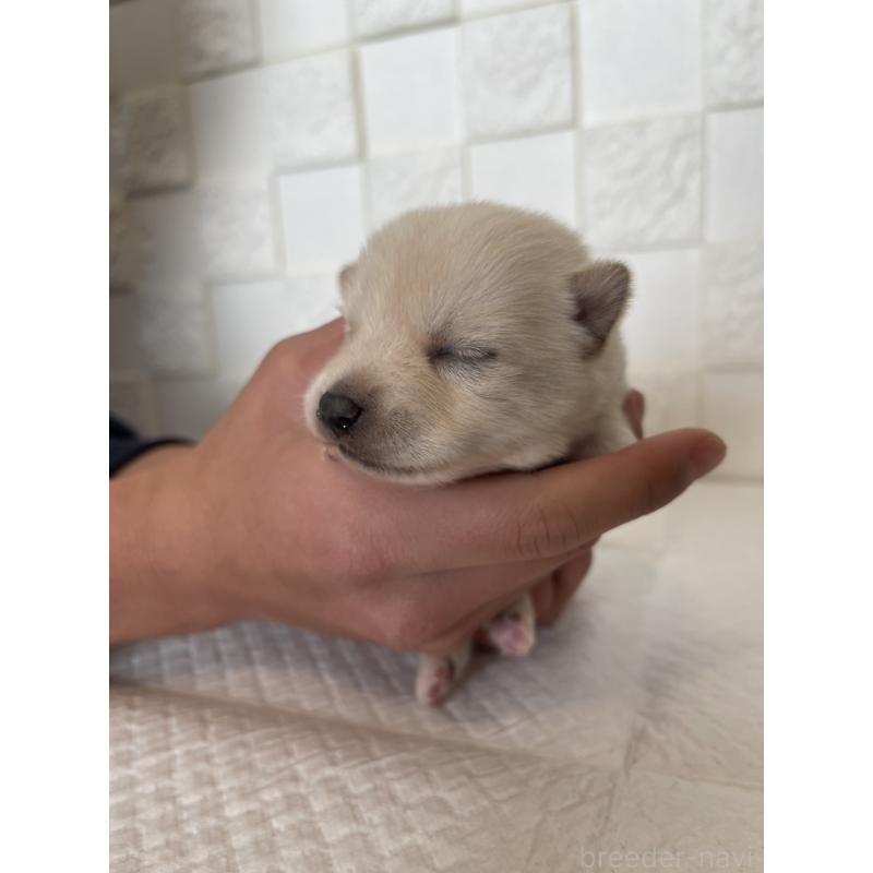 販売中の群馬県のミックス犬-438454の10枚目