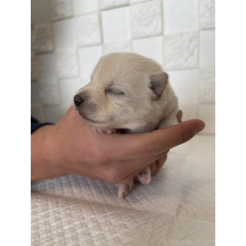 販売中の群馬県のミックス犬-438454の9枚目