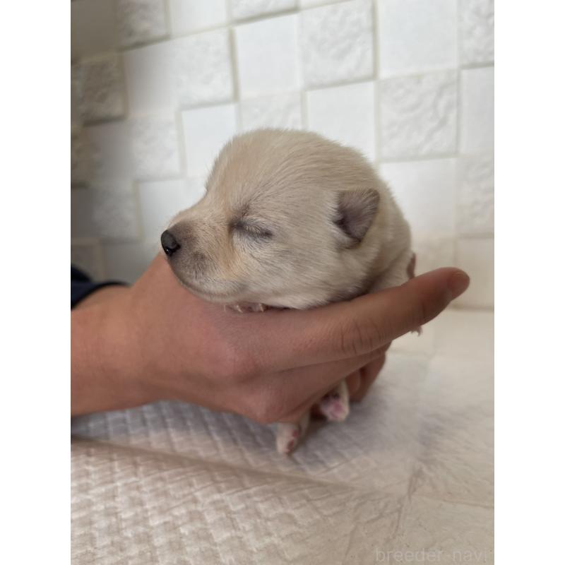 販売中の群馬県のミックス犬-438454の8枚目