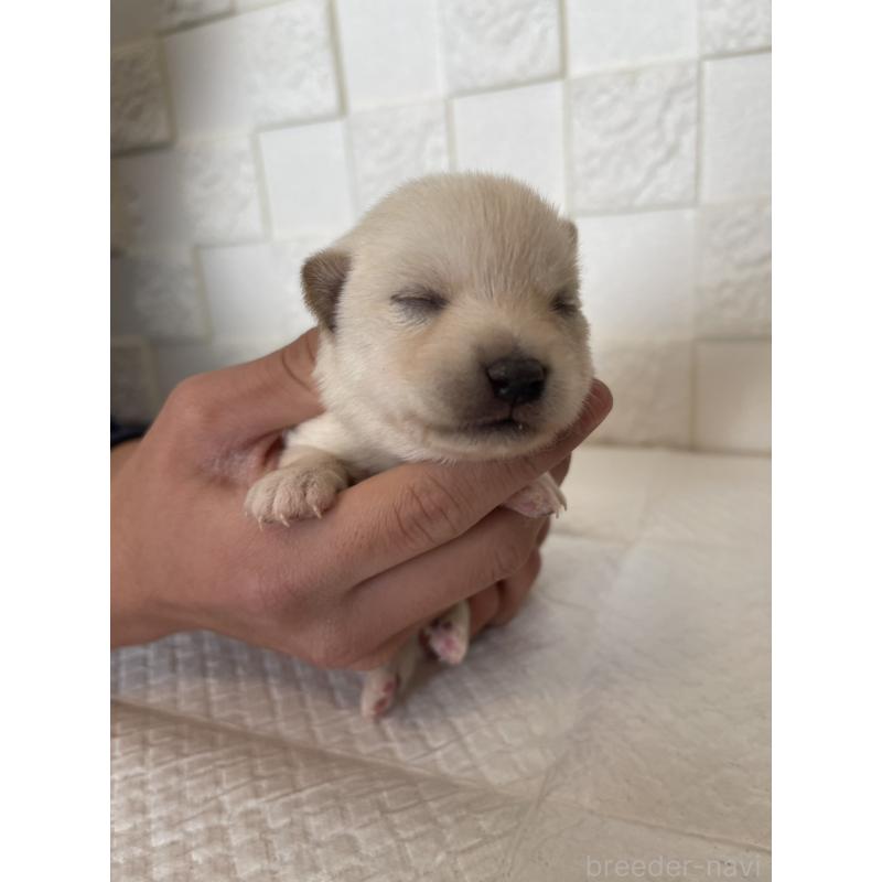 販売中の群馬県のミックス犬-438454の7枚目