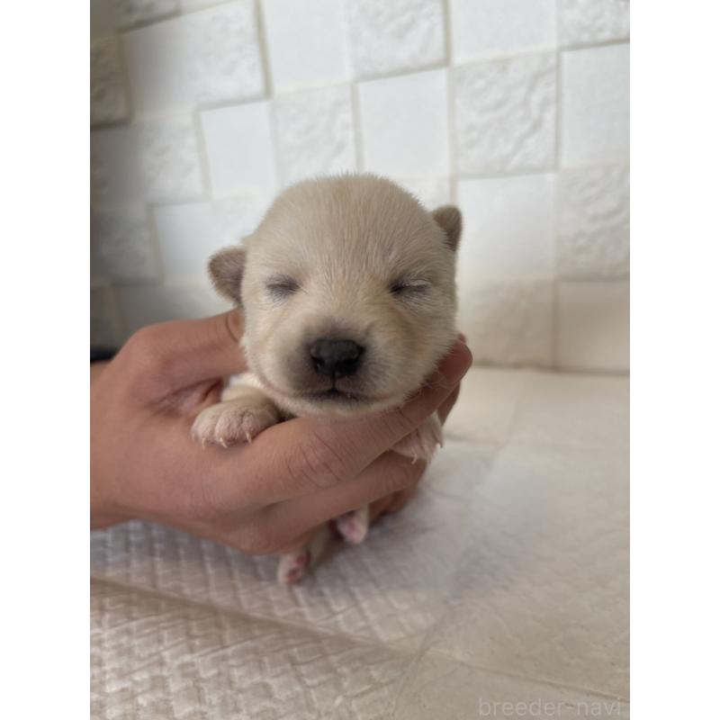 販売中の群馬県のミックス犬-438454の5枚目