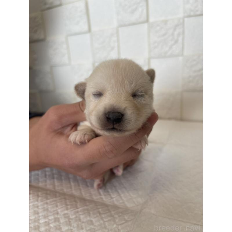 販売中の群馬県のミックス犬-438454の4枚目