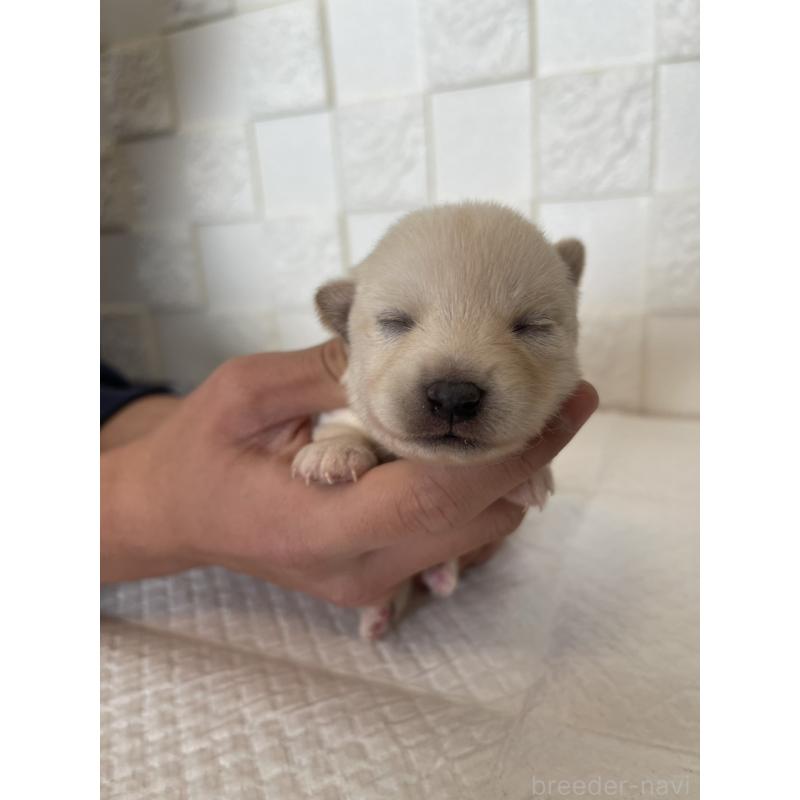 販売中の群馬県のミックス犬-438454の3枚目