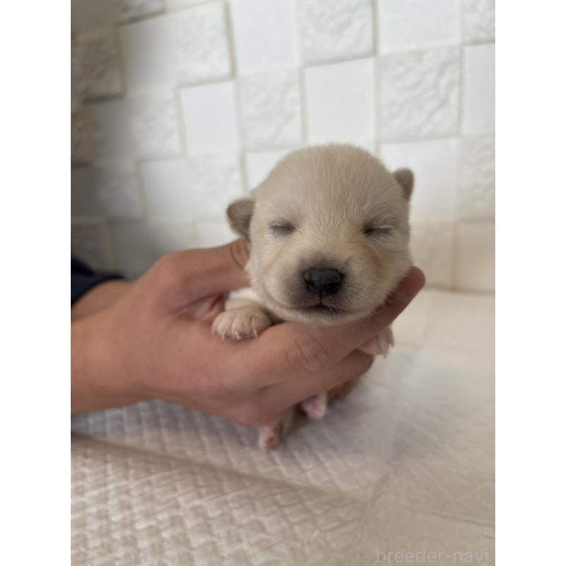 販売中の群馬県のミックス犬-438454の2枚目