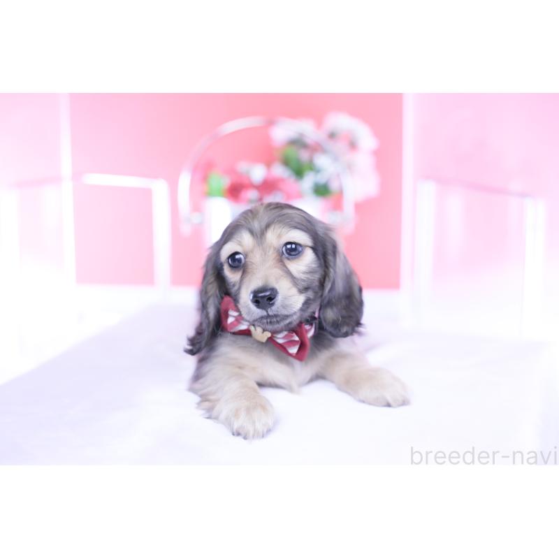 販売中の愛知県のカニンヘンダックスフンド(ロングヘアード)-434564の15枚目