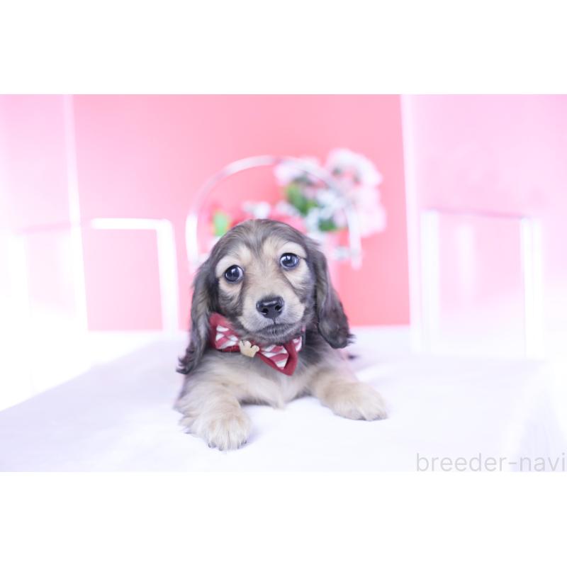 販売中の愛知県のカニンヘンダックスフンド(ロングヘアード)-434564の13枚目