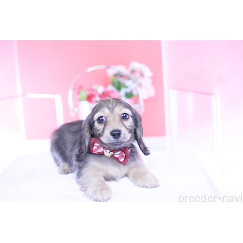 販売中の愛知県のカニンヘンダックスフンド(ロングヘアード)-434564の11枚目