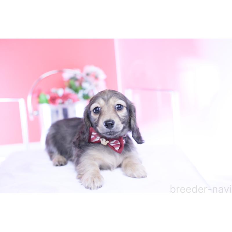 販売中の愛知県のカニンヘンダックスフンド(ロングヘアード)-434564の8枚目