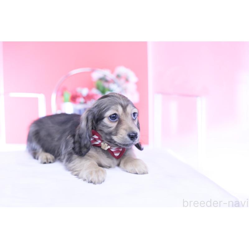 販売中の愛知県のカニンヘンダックスフンド(ロングヘアード)-434564の7枚目