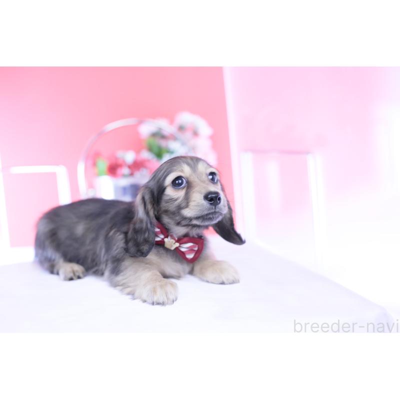 販売中の愛知県のカニンヘンダックスフンド(ロングヘアード)-434564の6枚目