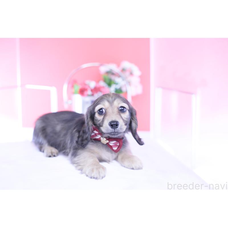 販売中の愛知県のカニンヘンダックスフンド(ロングヘアード)-434564の5枚目