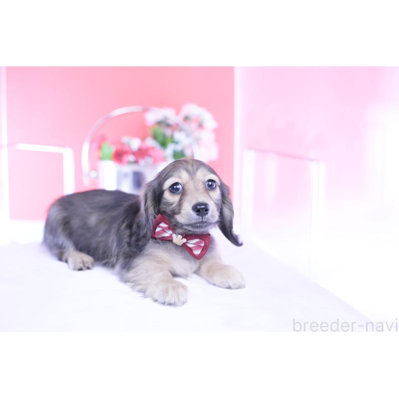 販売中の愛知県のカニンヘンダックスフンド(ロングヘアード)-434564の4枚目