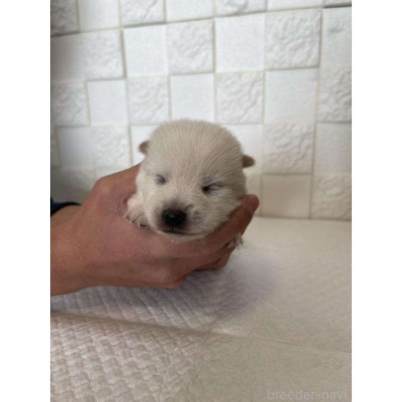 販売中の群馬県のミックス犬-438455の1枚目