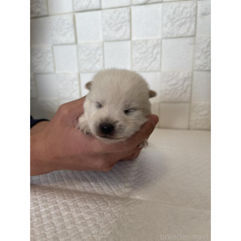 販売中の群馬県のミックス犬-438455の9枚目