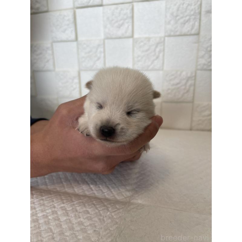 販売中の群馬県のミックス犬-438455の8枚目