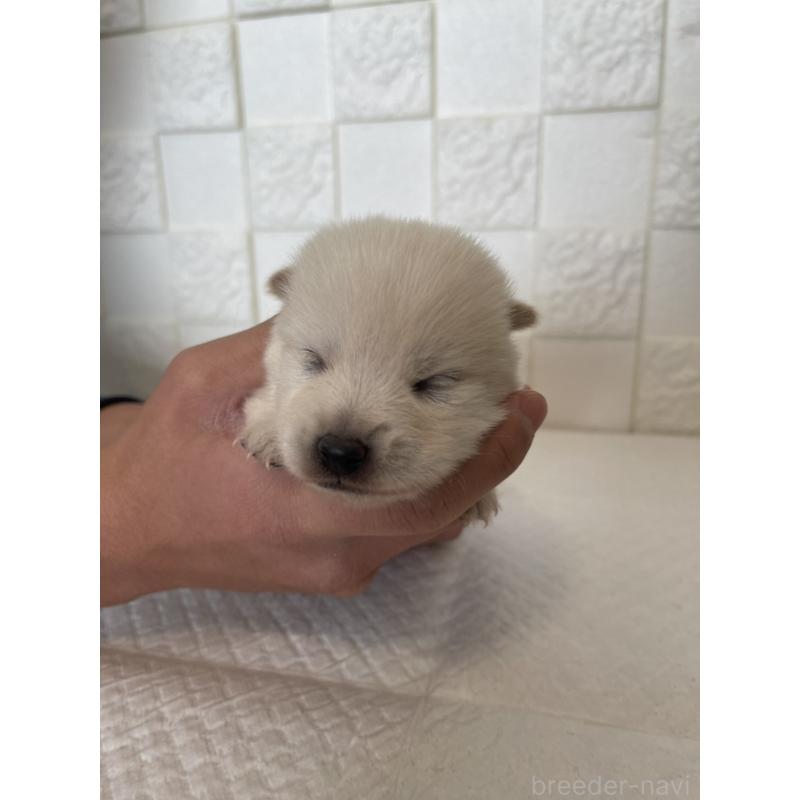 販売中の群馬県のミックス犬-438455の7枚目